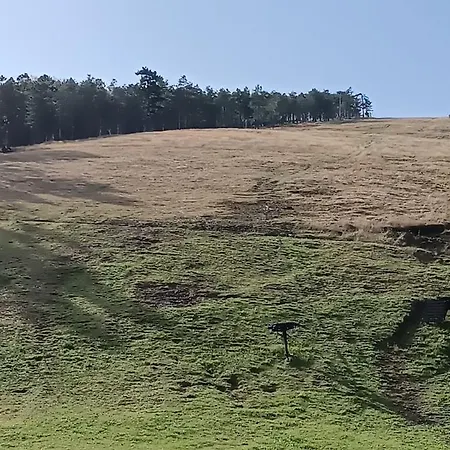 Detlic Divcigora * Divčibare